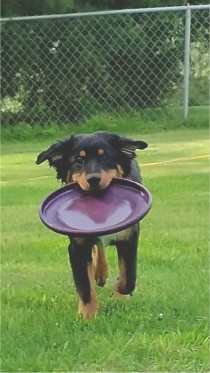 aussie playing frisbee